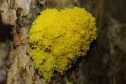 Image of Dog vomit slime mold