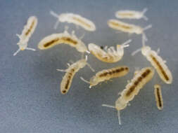 Image of Springtail