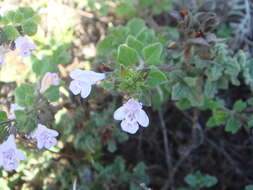 Image of Wood calamint