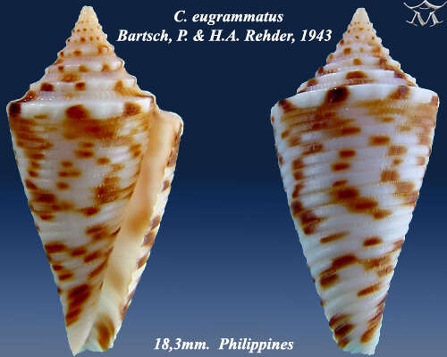 Image of Conasprella eugrammata (Bartsch & Rehder 1943)