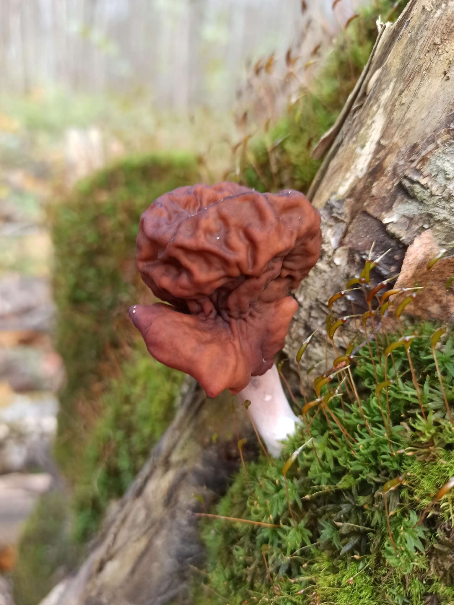 Image of Gyromitra infula (Schaeff.) Quél. 1886