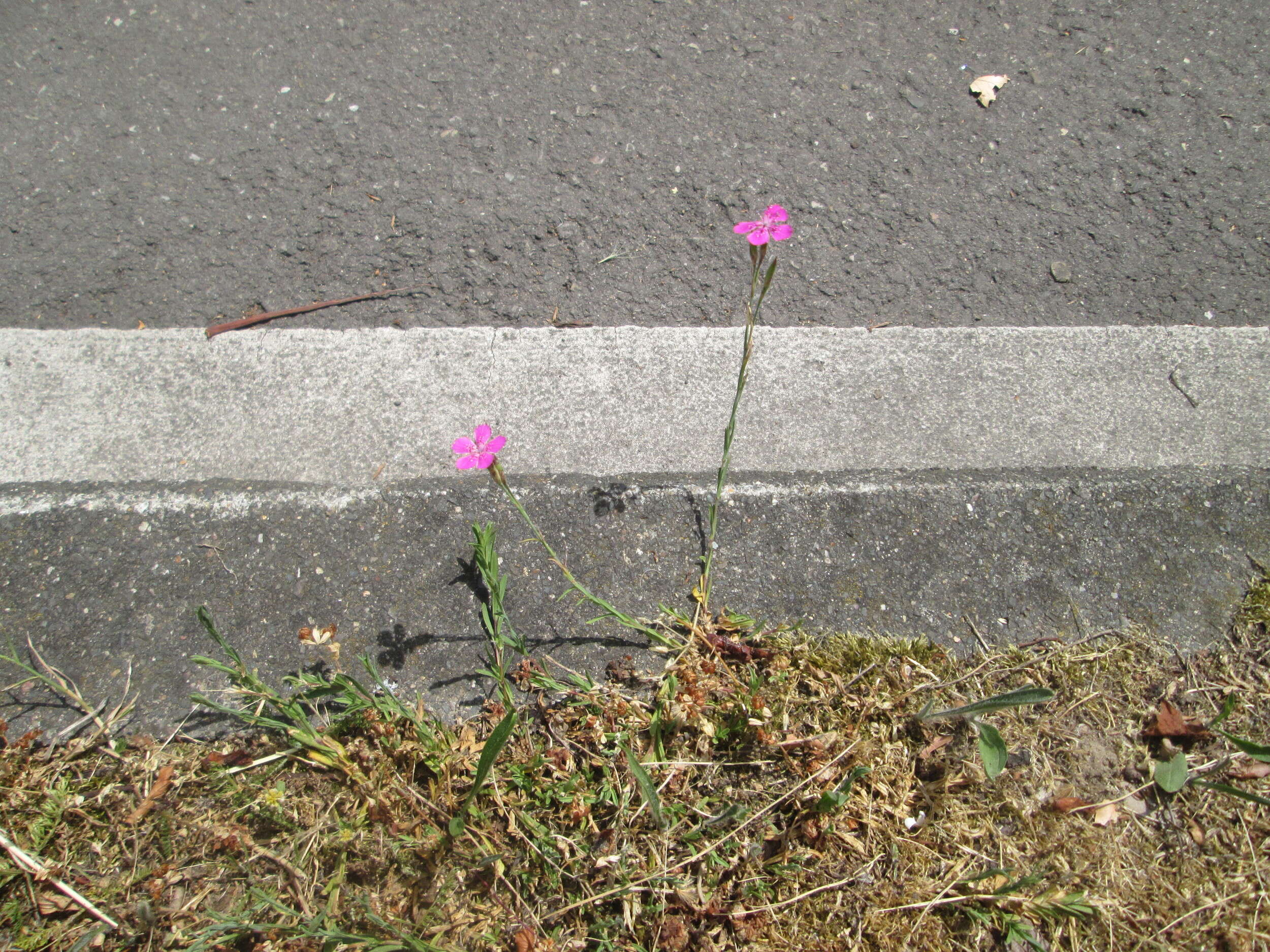 Image of maiden pink