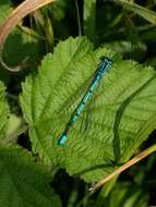 Image of Azure Bluet