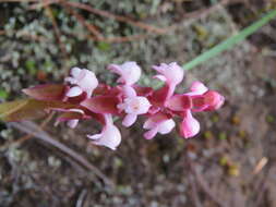 Image of Satyrium nepalense D. Don