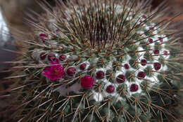 Image of Mammillaria standleyi (Britton & Rose) Orcutt