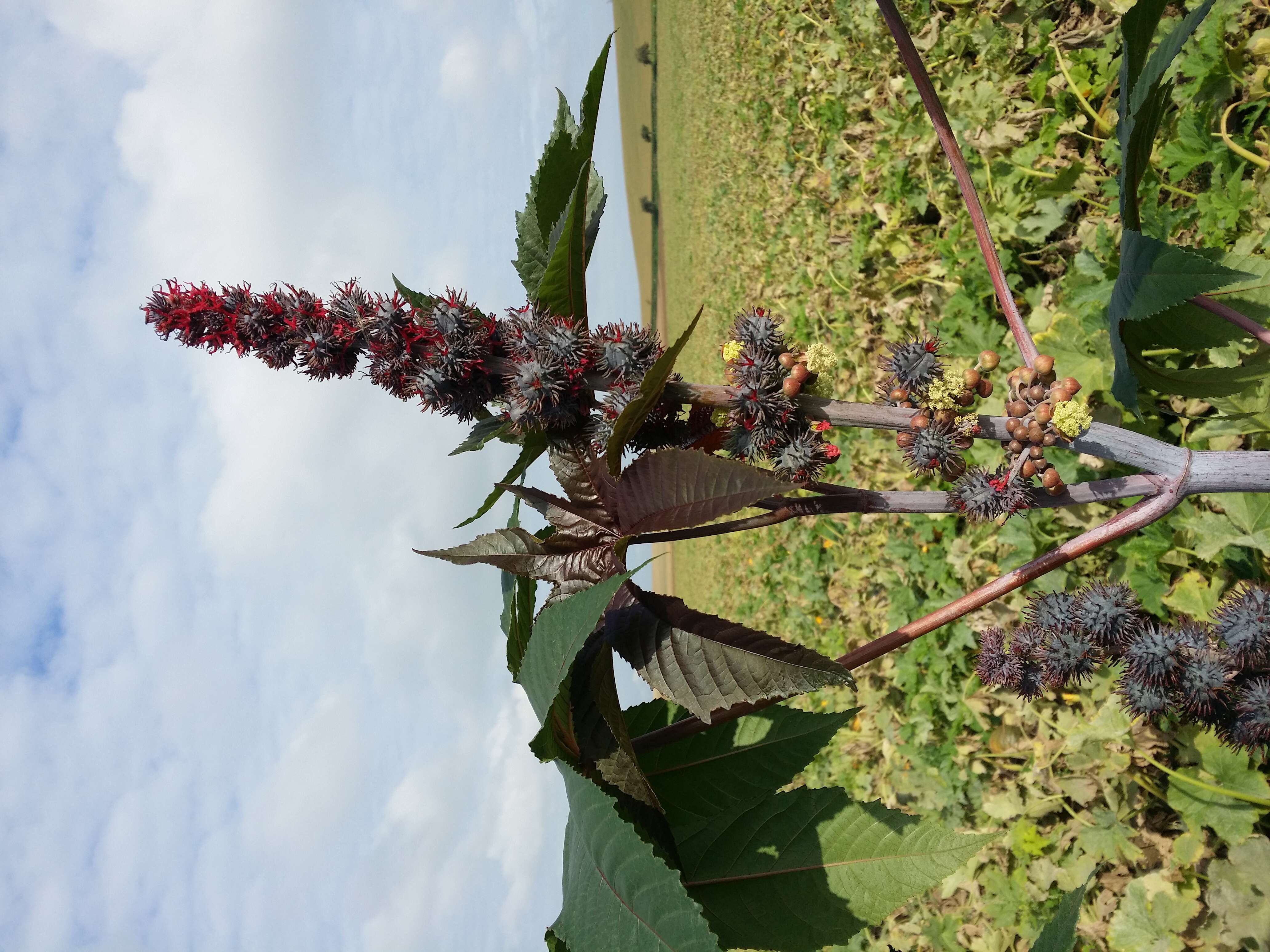 Sivun Ricinus kuva