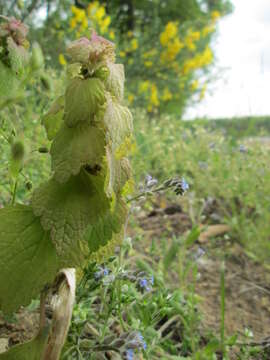 Image of Early Forget-me-not