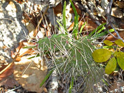 Image of Opuntia dillenii