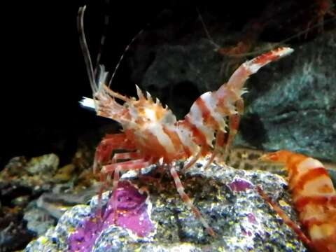 Image of Greenland shrimp