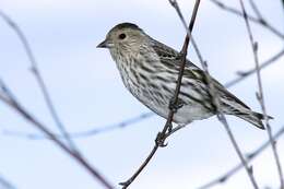 Image of Pine Siskin