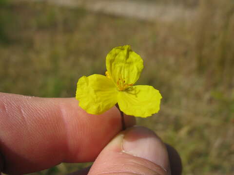 Image de Xyris operculata Labill.