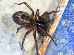 Image of Lace webbed spider