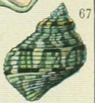 Image de Turbo Linnaeus 1758