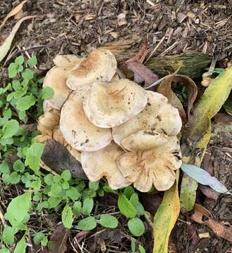 Image of Pholiota gummosa (Lasch) Singer 1951