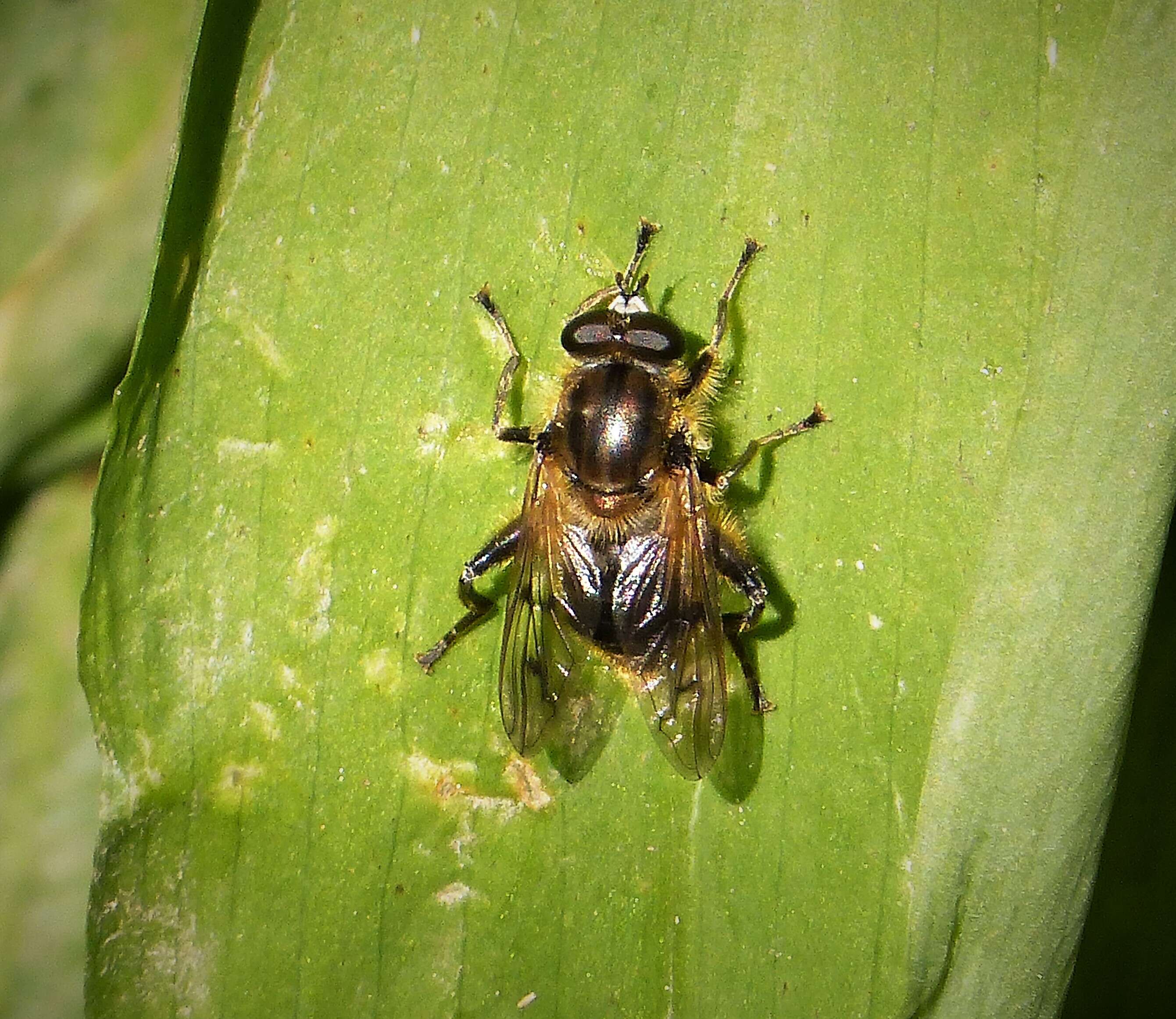 Image of Chalcosyrphus eunotus (Loew 1873)