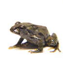 Image of Tenerife Robber Frog
