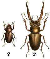 Image of Lucanus laminifer Waterhouse 1890