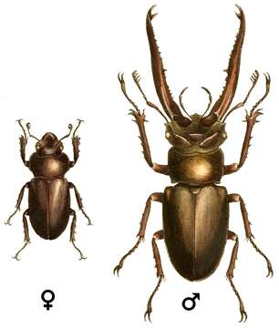 Image of Lucanus laminifer Waterhouse 1890