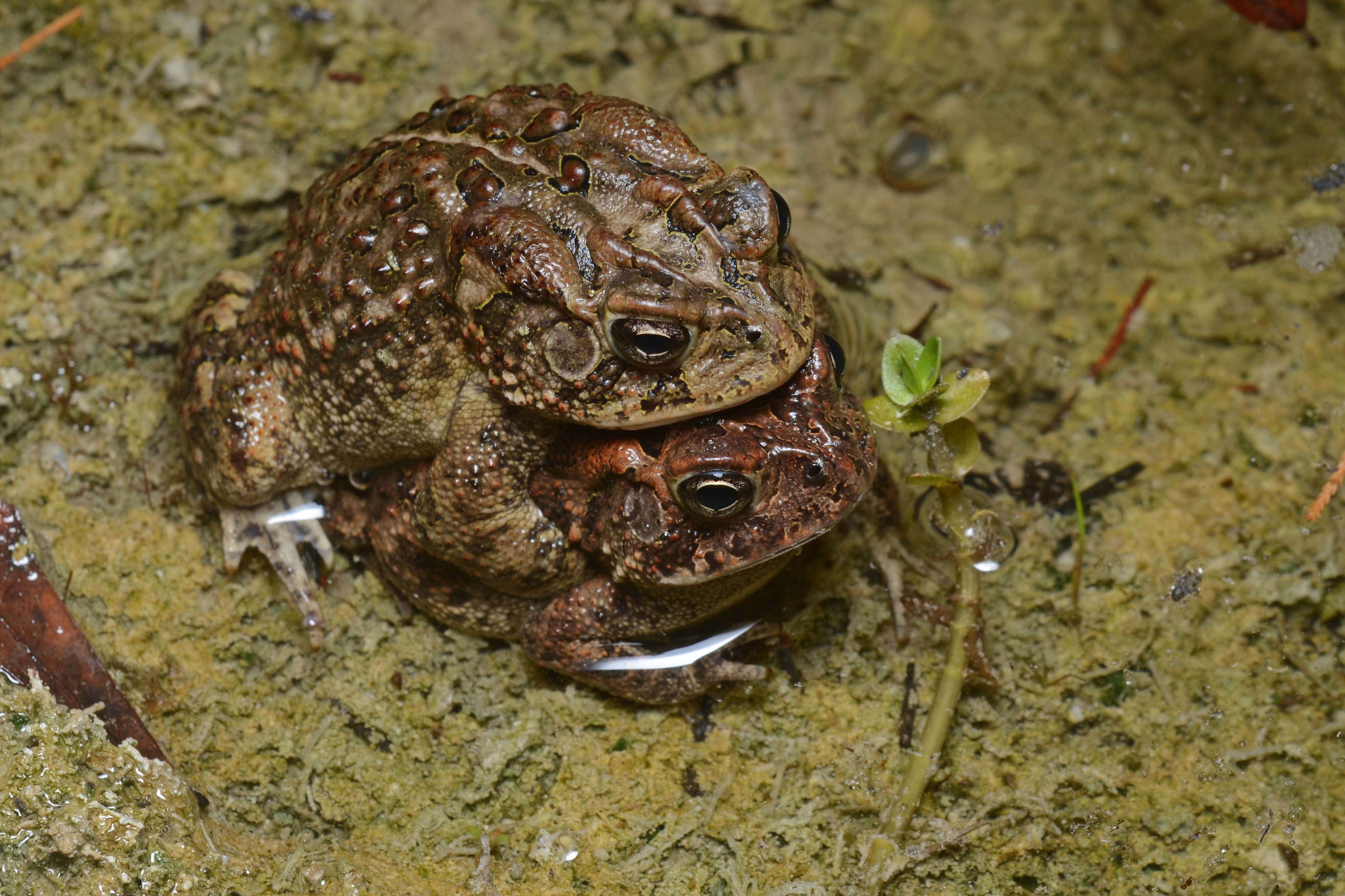 Imagem de Anaxyrus terrestris (Bonnaterre 1789)