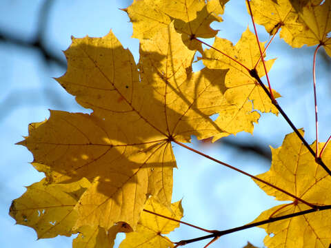 Image of Norway Maple