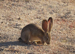 Image of Audubon's Cottontail