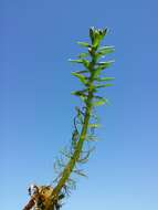 Image of twoleaf watermilfoil