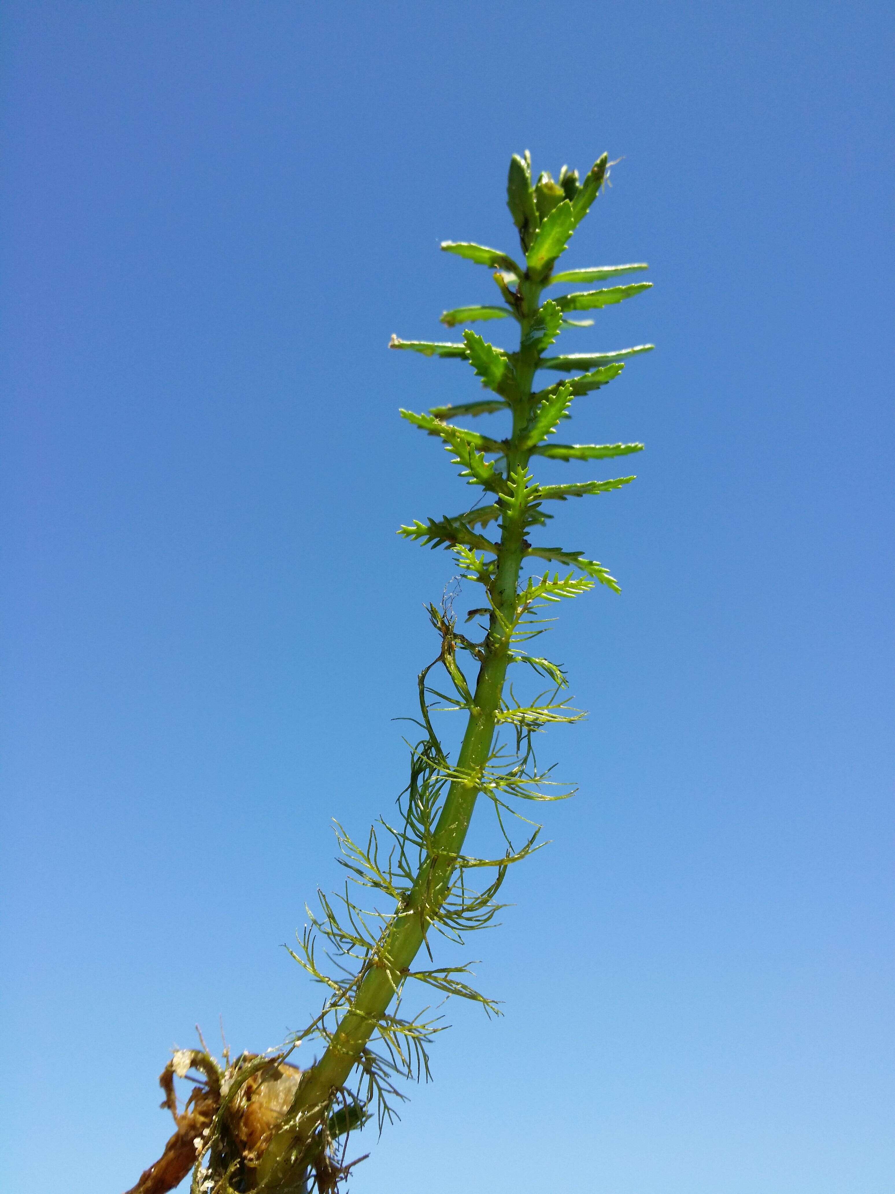 Image of twoleaf watermilfoil