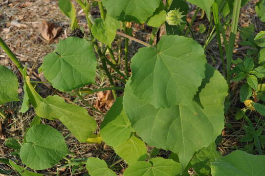 Imagem de Abutilon theophrasti Medik.