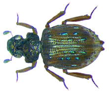 Image of Epimetopidae