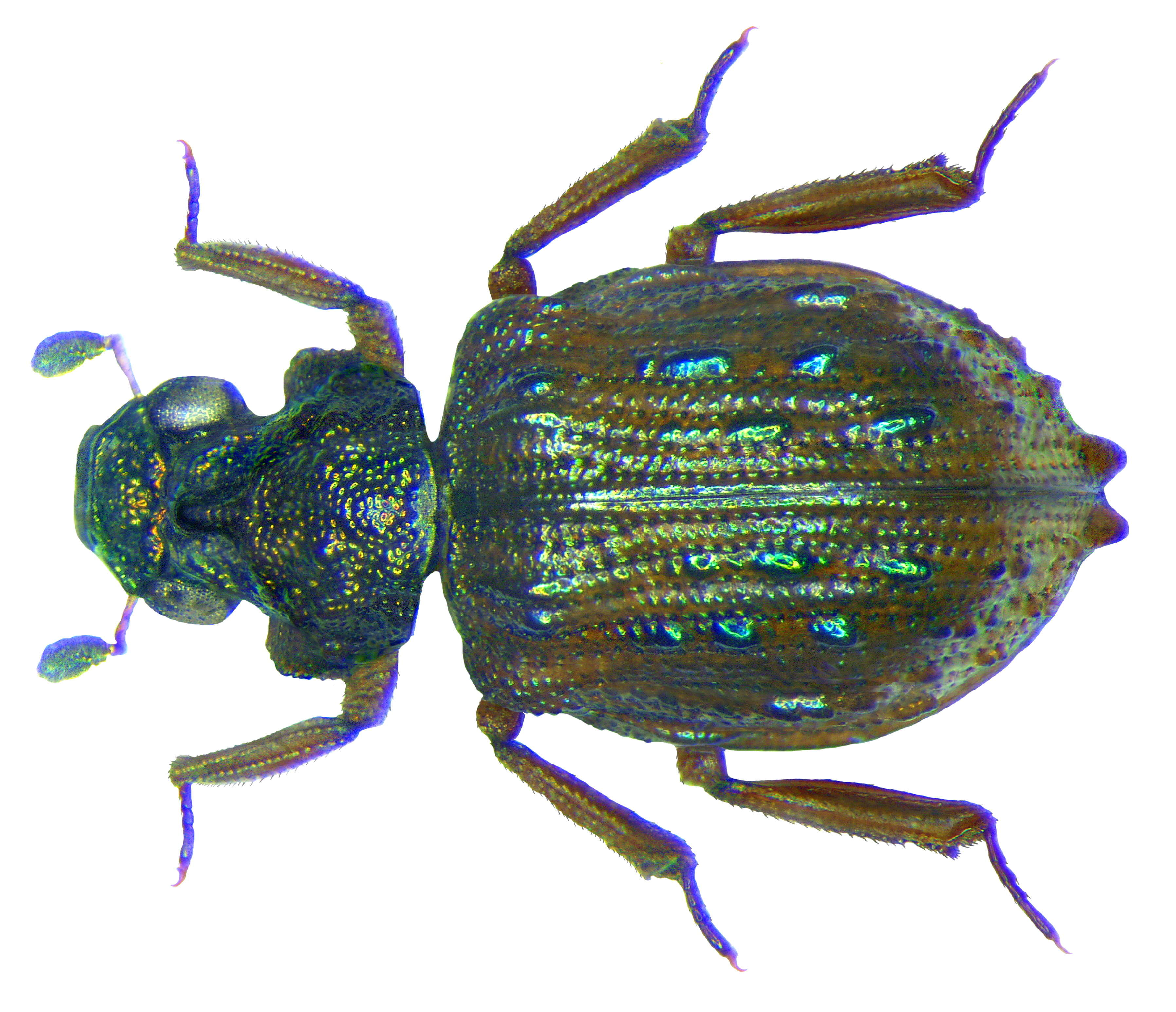 Image of Epimetopidae