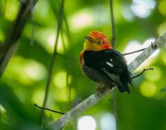 Image of Manakins