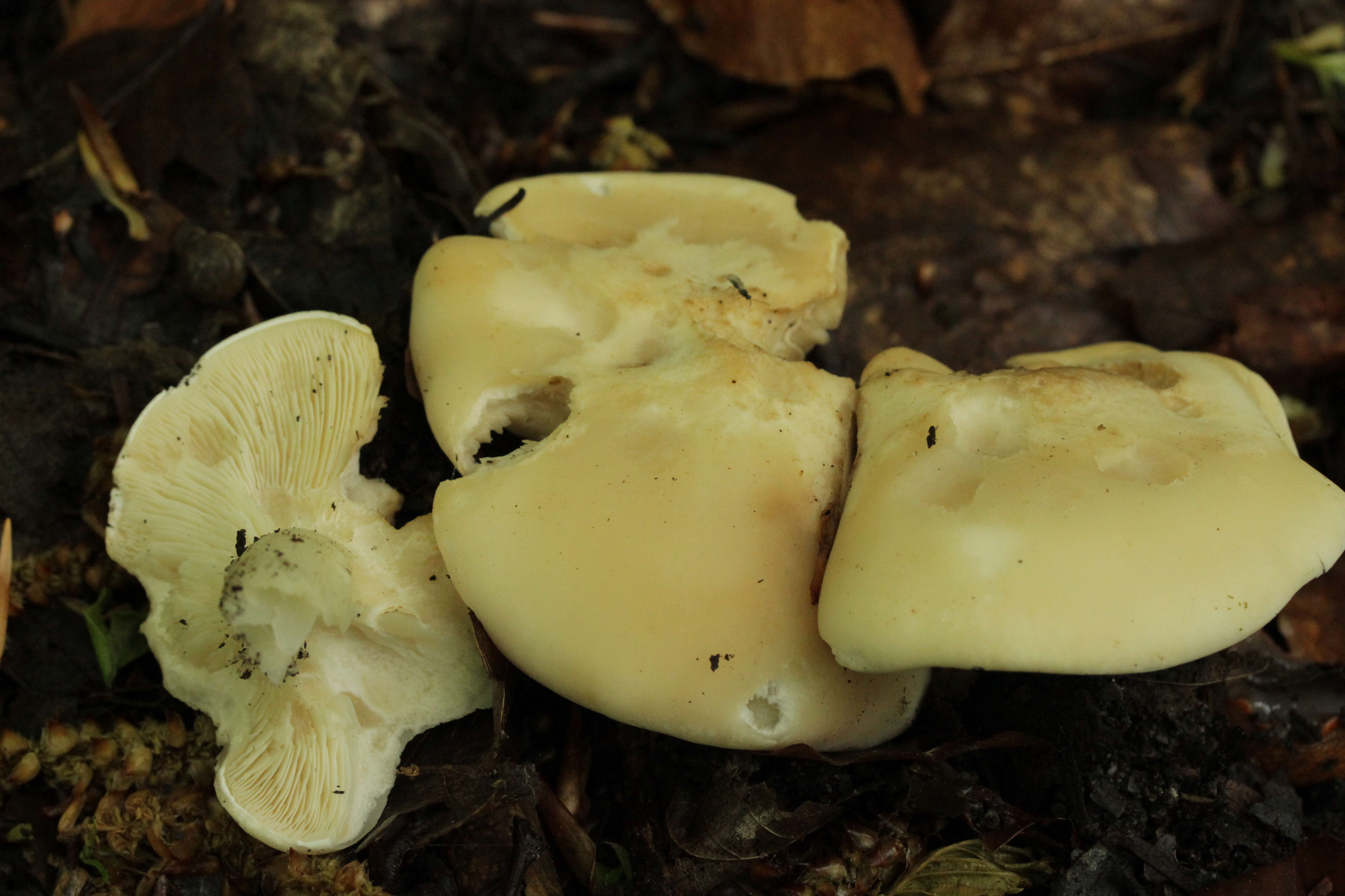 Image of Calocybe