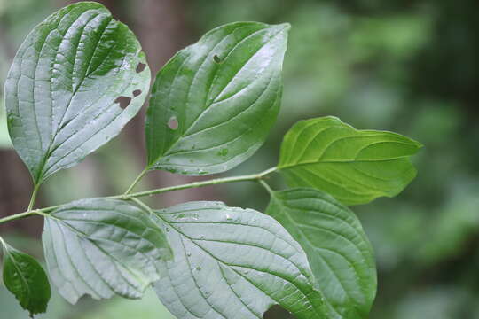 Image of bloodtwig dogwood