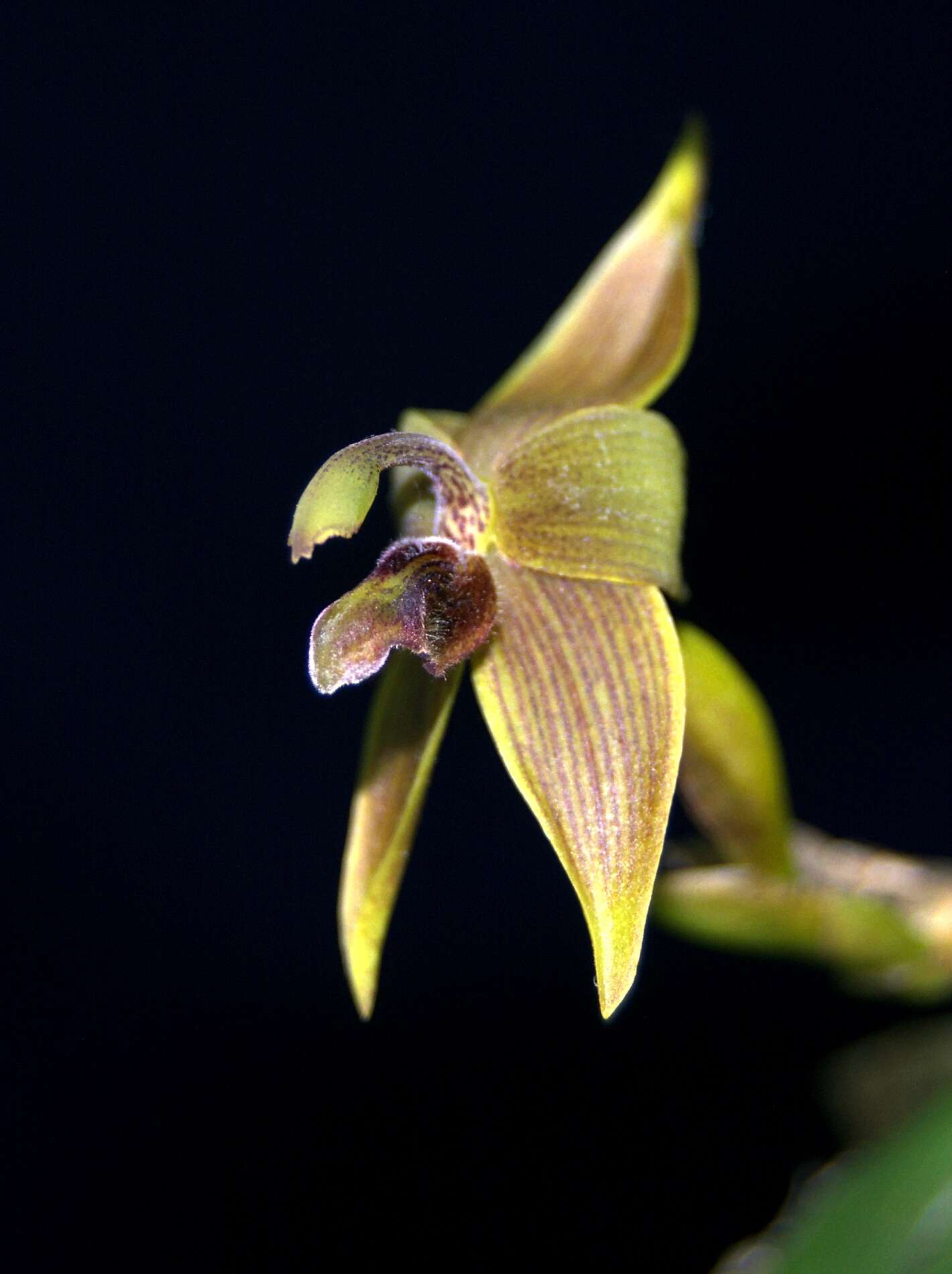 Image of Tiger orchids