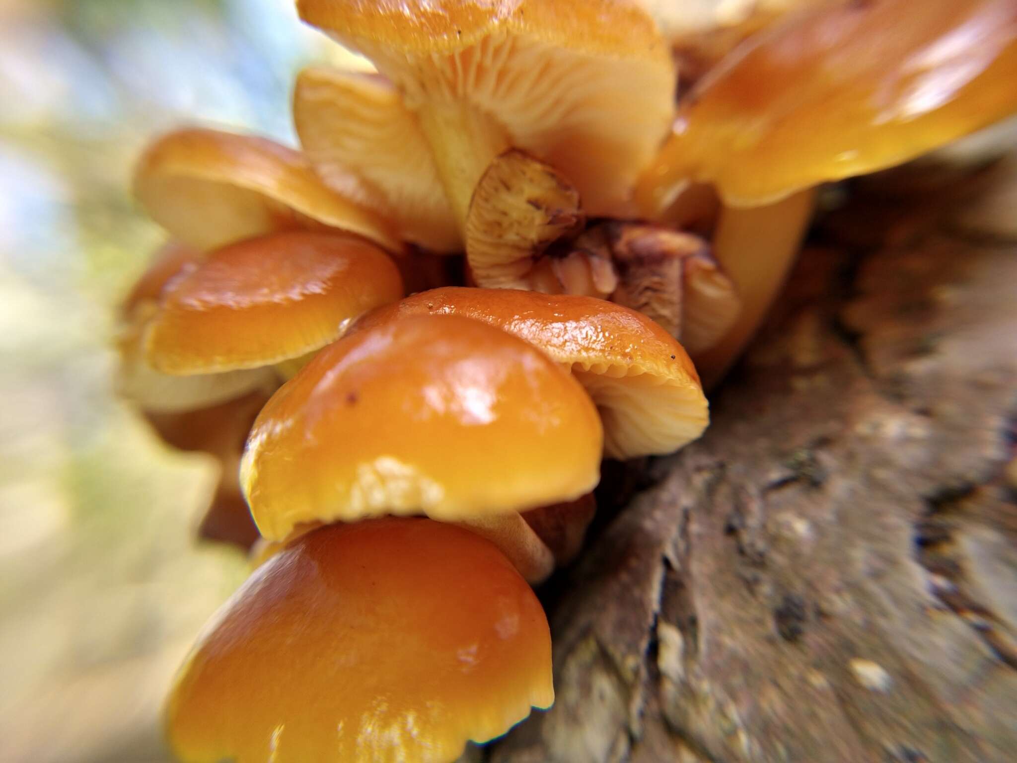 Plancia ëd Flammulina velutipes (Curtis) Singer 1951