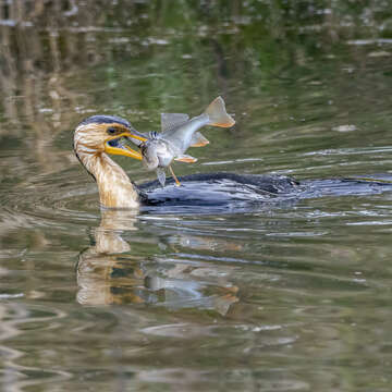 Image of Little Pied Cormorant