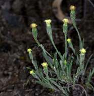 Слика од Millotia tenuifolia Cass.