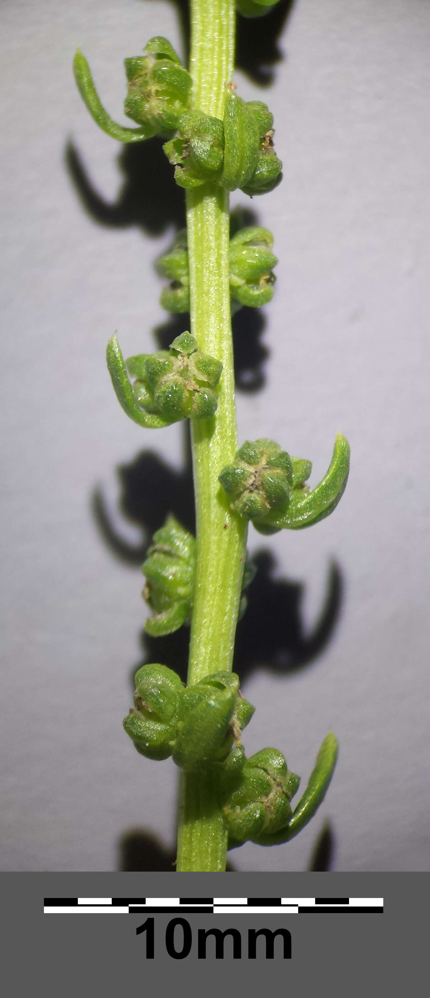 Image of sea beet