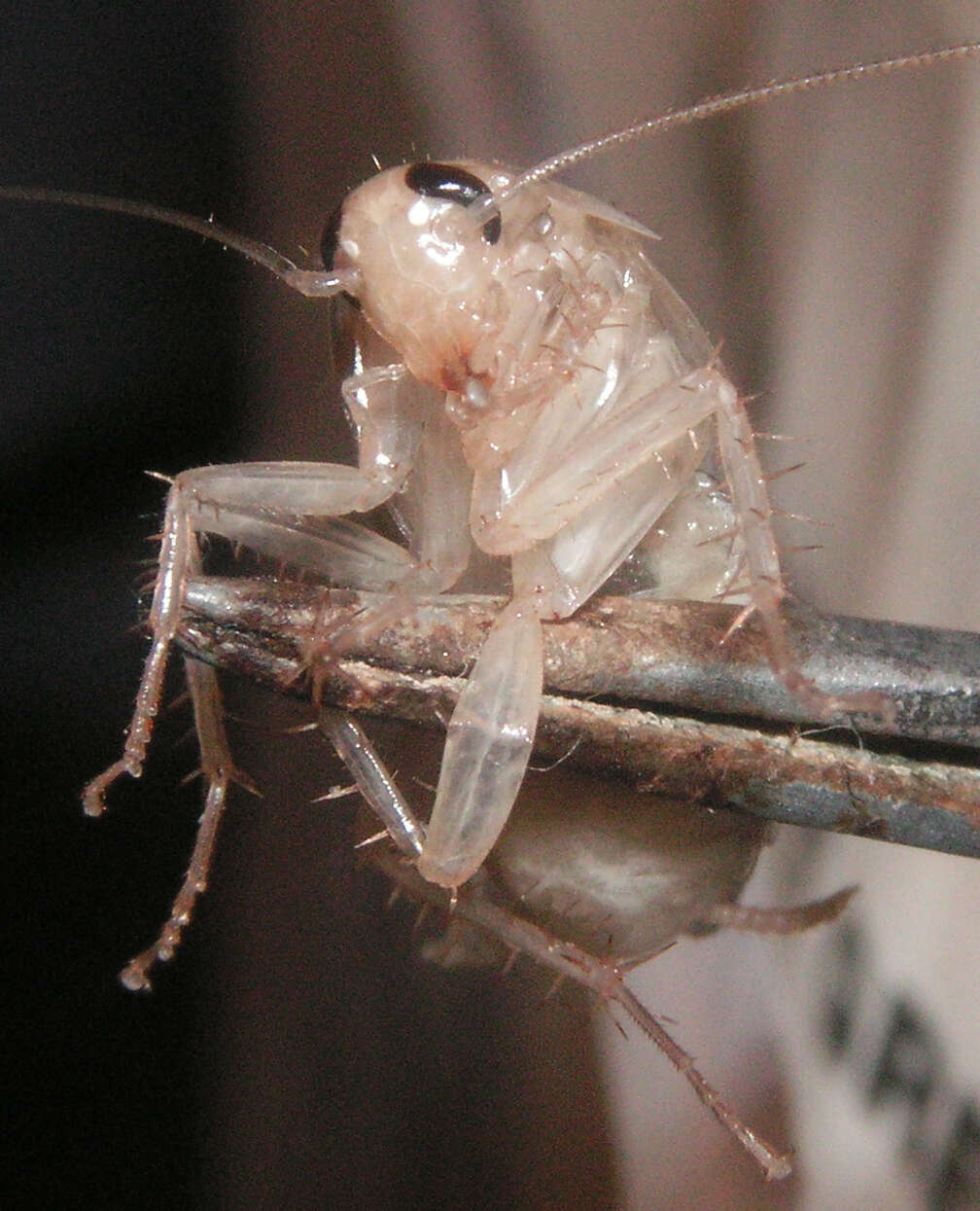 Image of German Cockroach