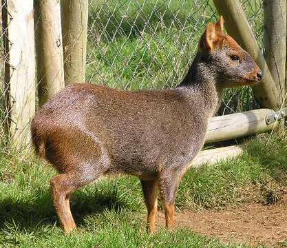 Image of Pudú