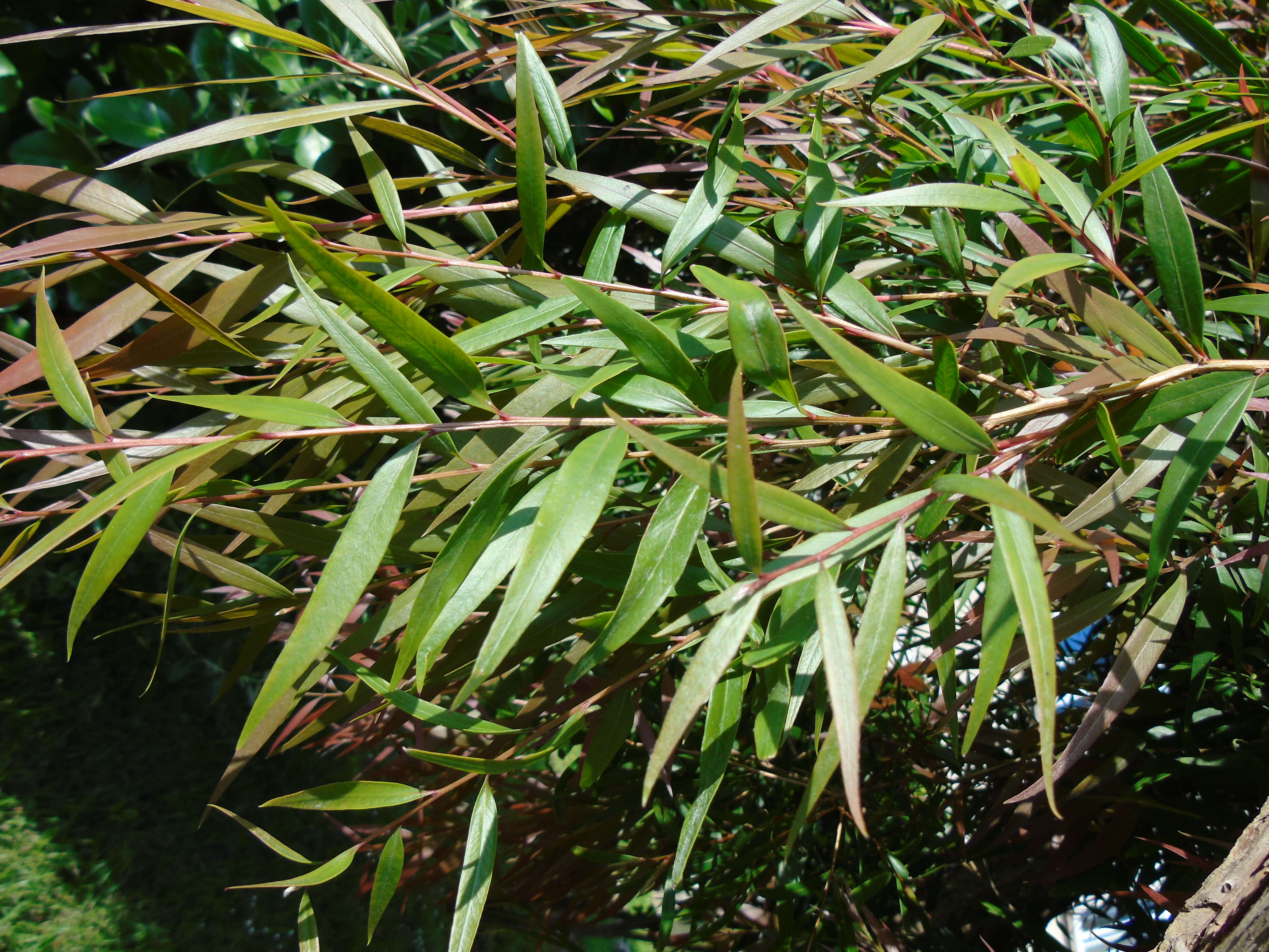 صورة Callistemon citrinus (Curtis) Skeels