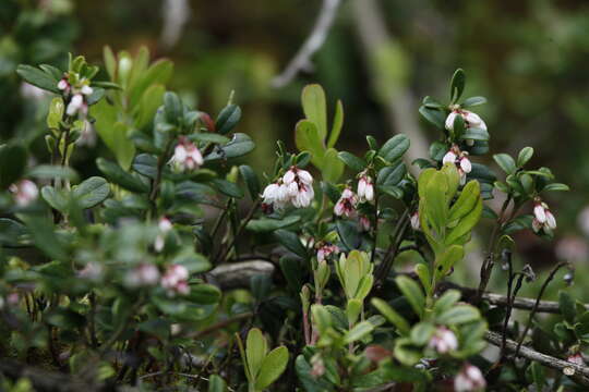 Image of bearberry