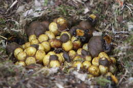 Image of Common carder bumblebee