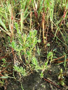 Слика од Lythrum hyssopifolia L.