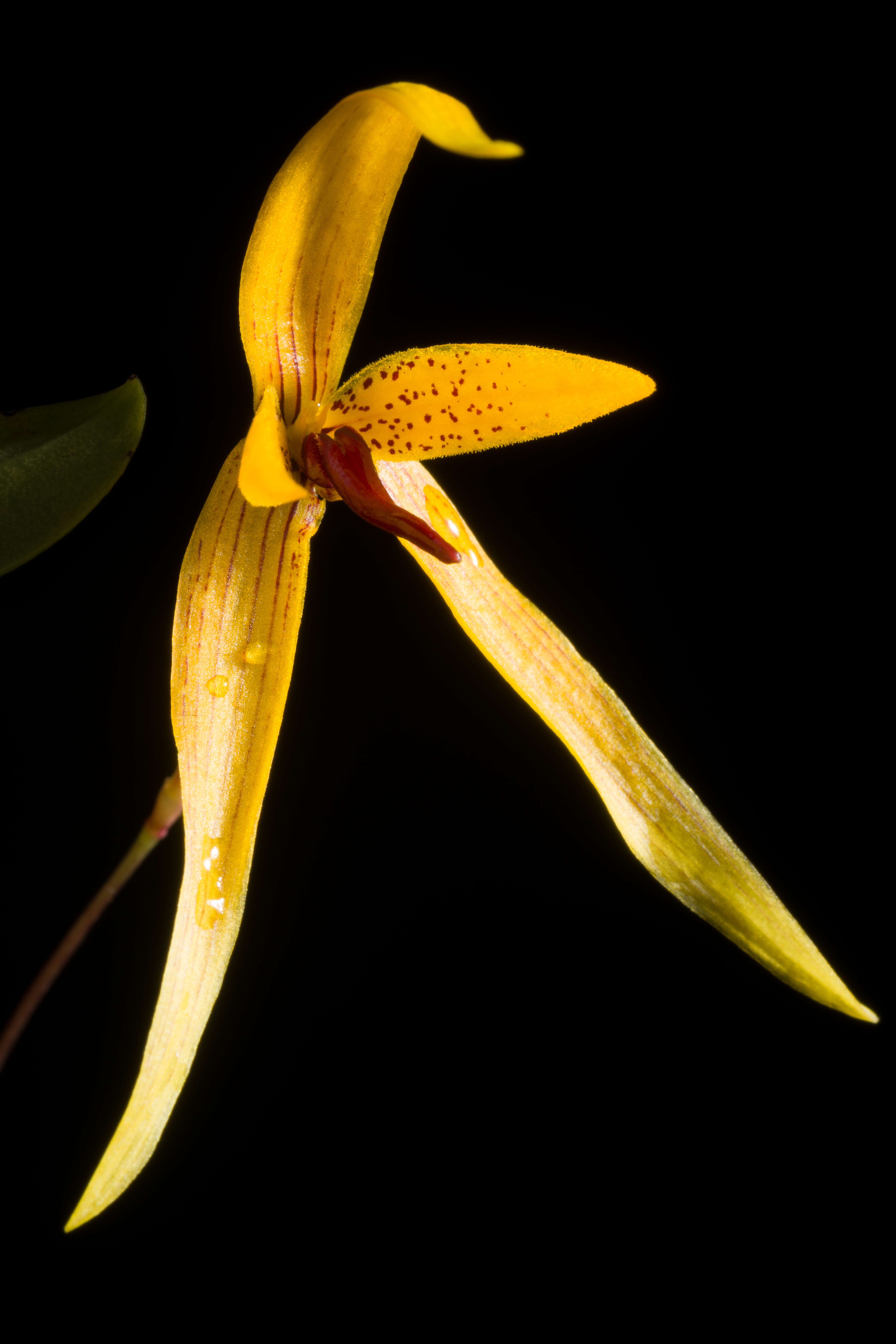 Image of Bulbophyllum williamsii A. D. Hawkes