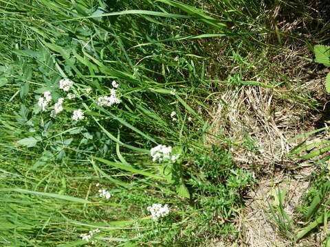 Image of Northern bedstraw