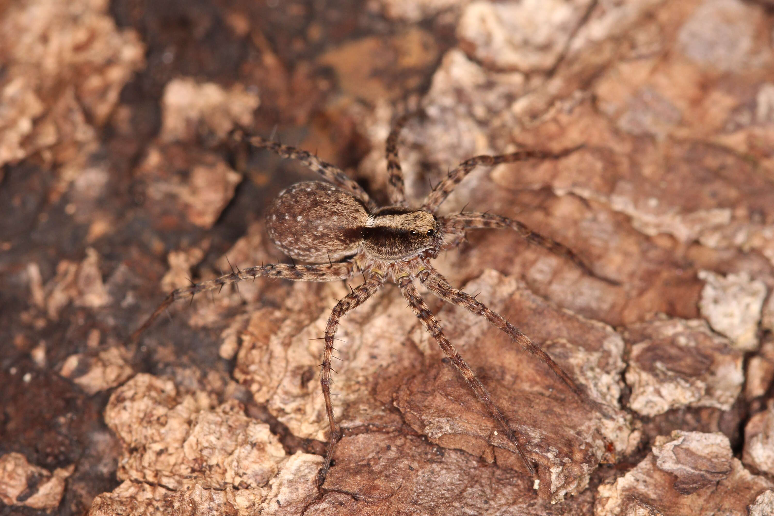 Image of Pardosa lugubris (Walckenaer 1802)