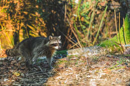 Image of raccoons