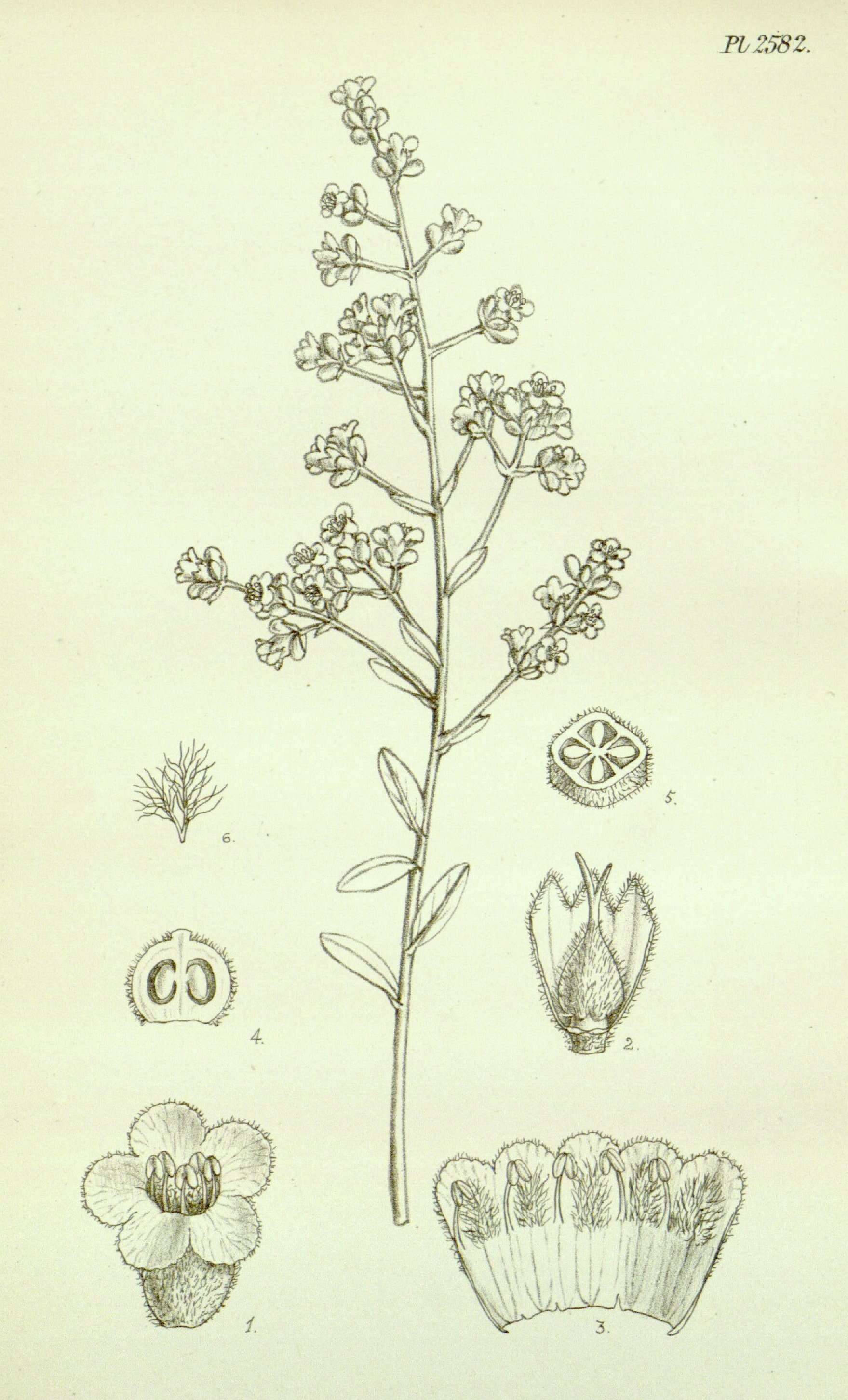 Image of Dicrastylis doranii F. Muell.