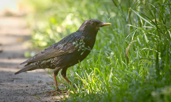 Image of Sturnus Linnaeus 1758